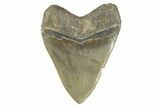 Serrated, Fossil Megalodon Tooth - North Carolina #346331-2